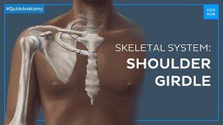 Shoulder (pectoral) girdle: Bones and location - Quick Anatomy | Kenhub