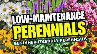  Top 10 Low-Maintenance Perennial Flowers ANYONE Can Grow! - Beginner-Friendly 