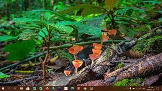 Windows 10 How to get ONLY Security updates every month set metered connection