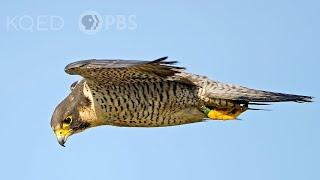 Here's Why Peregrine Falcons Are the Top Guns of the Sky  | Deep Look