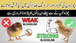 Poultry mein kamzor or strong bloodline me kya faraq hota h ? - weak bloodline -Rajgan Fancy Poultry