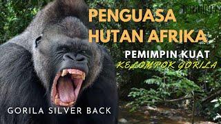 "Penguasa Hutan:  Pemimpin Kuat di Alam Hutan Afrika"- Gorila SilverBack - Savana Afrika