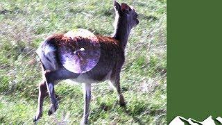 Roy Lupton learns to dart deer