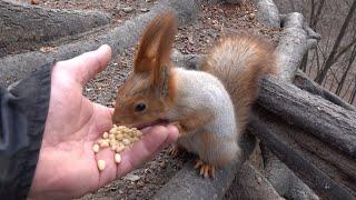 Кормлю белок. Зарисовка / I feed the squirrels. The sketch