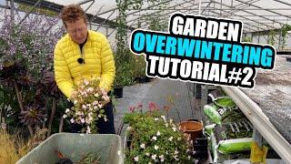 Overwintering My Half Hardy Potted Plants Such as Gaura, Impatiens & Pelargoniums