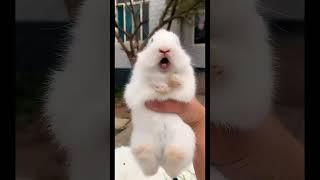 BABY BUNNY CUTE ️ LITTLE RABBIT CRYING / SCREAMING SOUND #shorts #tiktok #bunny #rabbit #cute