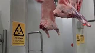 Automated Lamb Processing at JBS Bordertown