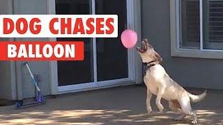 Funny Dog Tries To Catch Balloon