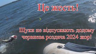 Це жесть! Щуки не відпускають додому червнева роздача 2024 жор!