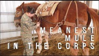 The Meanest Mule in the Marine Corps