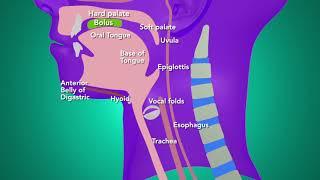 swallowing animation