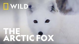 Norway's Endagered Arctic Foxes | Wild Predators | National Geographic WILD UK