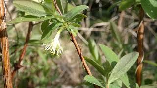 Mai Beere, Honigbeere – Kamtschatka-Heckenkirsche (Lonicera caerulea var. kamtschatica)