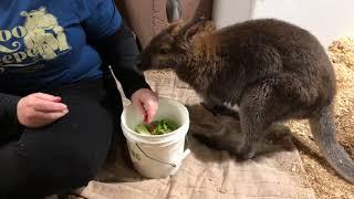 Home Safari - Wallaby - Cincinnati Zoo