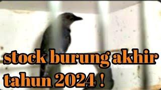 stock burung akhir tahun 2024 !