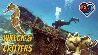 Diving on a wreck & macro critters of may | ISLA PAMILYA CAMOTES ISLANDS PHILIPPINES