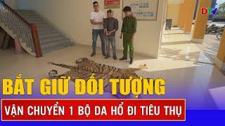 Bắt giữ đối tượng đang vận chuyển 1 bộ da hổ đi tiêu thụ | Điện Biên TV