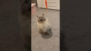 Ragdoll cat meowing