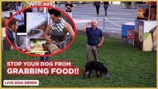 HOW TO STOP YOUR DOG FROM TAKING FOOD | DOG TIPS