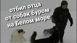 Кемь/Поехали в Кемскую волость/Гуляем/Рыбачим на Белом море/Природа/Отбил батю от голодных собак/