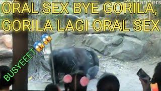 ORAL SEX GORILA IN ZOO, GORILA NYA,ORAL SEX  #sexstatus #sexyvideo #sexy_video
