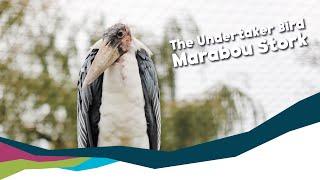 The Undertaker Bird - Marabou Stork [Paignton Zoo]