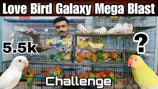 Karachi ki sab se sasti offer challenge ke sath | Cheap price love birds | Albino | Crimino