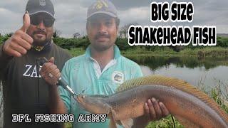 Snakehead fishing catch BPL fishing army🪖 best  Muller frog  propto frog  loca #fishing #viral