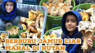 Berburu Jamur Liar Mahal di Hutan  || Wild Chanterelle Mushroom Hunting || Vegetarian Recipe