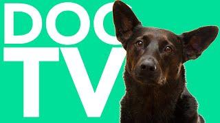 TV FOR DOGS! Nature Entertainment Extravaganza Dog Videos with Relaxing ASMR Music!