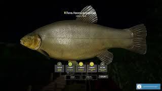 Kvolsdorfsky Tench Trophy! RUSSIAN FISHING 4  #rf4