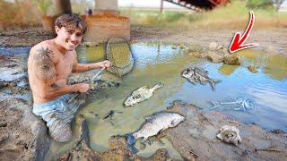 Saving fish Abandoned in dried￼ up Mud Pond!