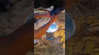 Milking bye hand । buffalo milking bye hand । Buffalo Farm