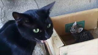 Mom cat talking to her kittens