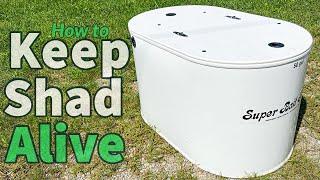 How To Keep Shad Alive Step By Step + Trying Out Our New Shad Tank!