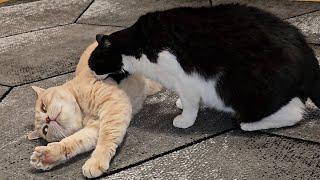 Cat Kisses Then Bites Other Cat