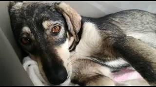 ISA NECESITA UNA FAMILIA | Animal Rescue España