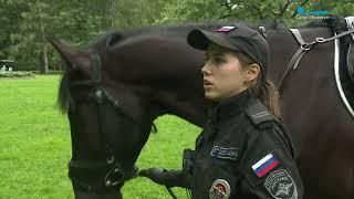 На улицы Петербурга возвращается конная полиция