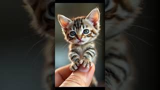 Oh my gosh , look at this, the tiniest kitten imaginable 