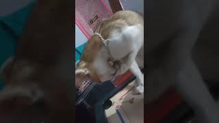 Cat playing#cat #shortvideo#reelsindia #viral#catlover#cute #tiktok#shortsviral#love#cats#mew#turnip