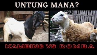 Untung Mana, Kambing atau Domba? #kambingetawa #domba #jawarandu #kireinabonsai