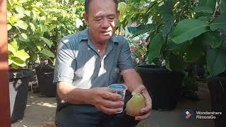 Panen Jambu Sambil Duduk || Jambu King Rose Apple || Panen Buah Diatas Rumah