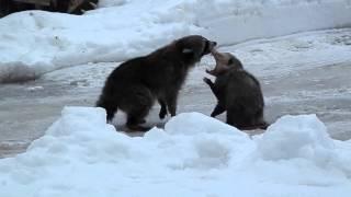 Raccoon & opossum fight