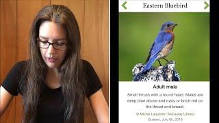 How to Save Your Bluebirds | What to Do About Invasive House Sparrows