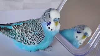 Budgie sounds for lonely Budgies at home