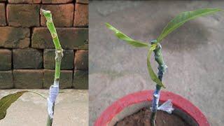 How To Bark Graft On Mango Plant/Mango Tree Best Grafting Technique/Mango Grafting