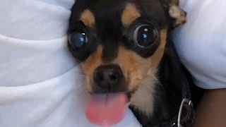 Hidden camera! What will happen if the Toy Terrier remains alone?