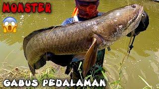 Mancing ikan gabus Monster ||casting gabus/haruan|| Tarikanya terasa seperti Casting toman Monster