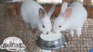 FEEDING RABBITS MILK TO IMPROVE GROWTH RATES. An experiment in raising meat rabbits.