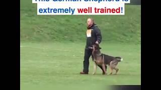 BEST TRAINED GERMAN SHEPHERD(DOG)